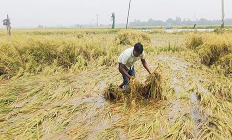 নড়াইলে বোরো ধানের বাম্পার ফলন