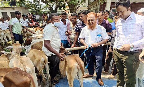 ওজন কম, ৬৫ বকনা বাছুর বিতরণ না করে ফেরত