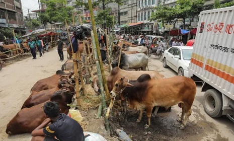 মহাসড়কের পাশে ২১৭ পশুর হাট ইজারা না দিতে নির্দেশনা
