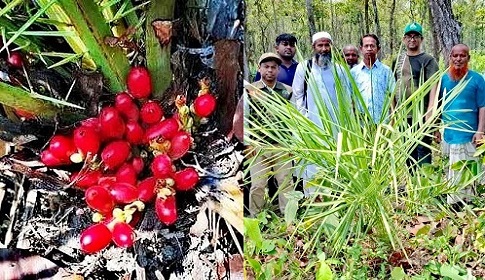 দিনাজপুরে মহাবিপন্ন খুদি বন খেজুর গাছের সন্ধান