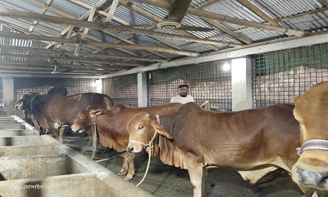 গোপালগঞ্জে কোরবানিযোগ্য প্রায় ৪০ হাজার পশু প্রস্তুত