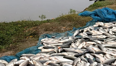 সাতক্ষীরায় গ্যাস ট্যাবলেট দিয়ে ৮ লাখ টাকার মাছ নিধন, আটক ২