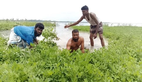 রাজারহাটে তিস্তার পানি বেড়ে তলিয়ে গেছে বাদামসহ রবিশষ্য