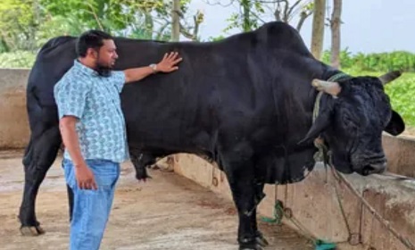 নড়াইলে ৩৫ মন ওজনের ব্ল্যাক ডায়মন্ডের দাম হাঁকা হচ্ছে ১২ লক্ষ টাকা