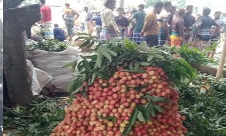 কাপাসিয়ায় লিচুর বাম্বার ফলনে কৃষকের মুখে হাসি