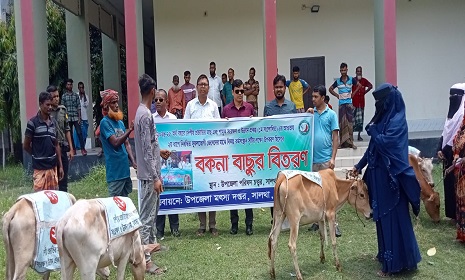 সালথায় সুফলভোগী জেলেদের মাঝে বকনা বাছুর বিতরণ