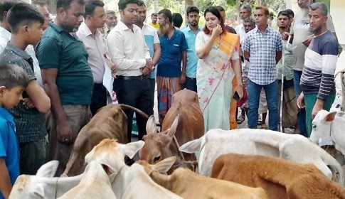 ৬৫ বাছুর ফেরত পাঠালেন ইউএনও