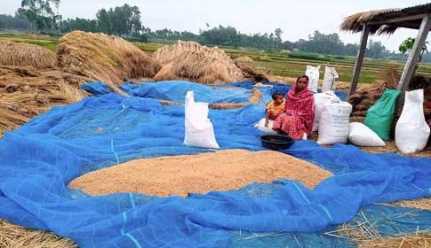 সোনাতলায় অতি বৃষ্টির কারণে ধান-খর নিয়ে চরম বিপাকে কৃষক
