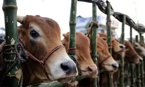 আফতাবনগর-মেরাদিয়ায় পশুর হাট নয়, আদেশ বহাল
