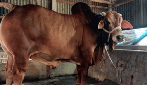 রাজবাড়ী কাঁপাচ্ছে ‘রাজা’, দাম ৮ লাখ টাকা