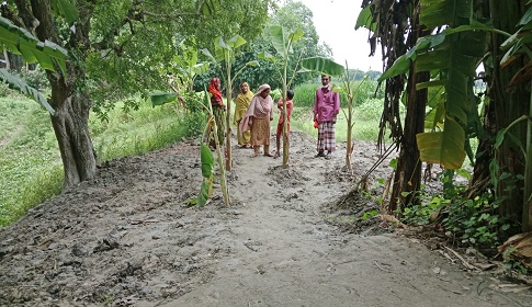 কাশিয়ানীতে কাবিখা প্রকল্পে করা ৫০ বছরের পুরনো রাস্তা দখল করে লাগানো হলো কলাগাছ