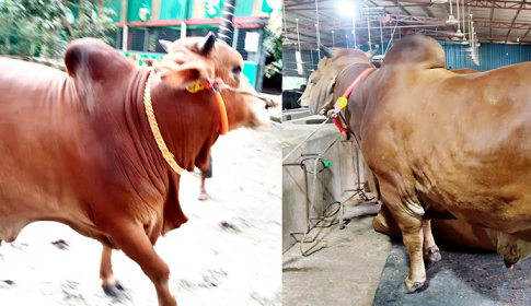 বরিশালের হাট কাঁপাবে রাজা-বাদশা