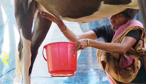 গর্ভধারণ না করেই দুধ দিচ্ছে বাছুর!