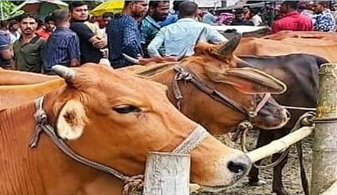 নড়াইলে জমে উঠতে শুরু করেছে কোরবানির পশুর হাট