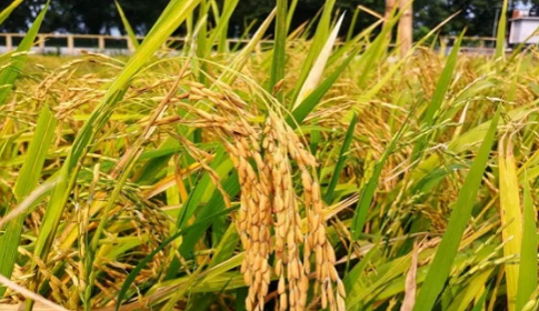 বিলুপ্তির পথে বাংলার দেশি ধানের জাত
