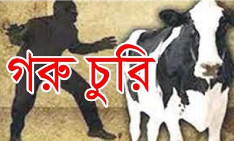 কাপাসিয়ায় এক সপ্তাহে ১৭ গরু চুরি