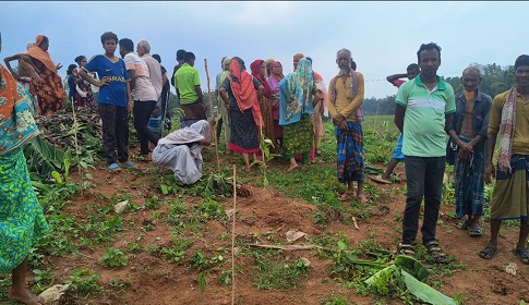 বিনা নোটিশে কলা বাগান কেটে ফেললো বনবিভাগ, দিশেহারা কৃষক