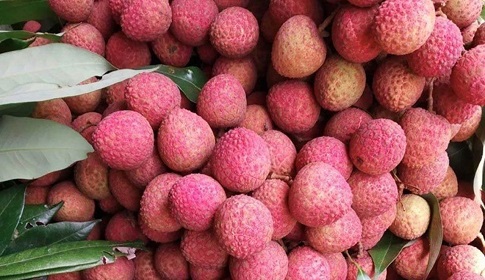 দিনাজপুরে লিচু নিয়ে অনেকে চরম বিড়ম্বনায়