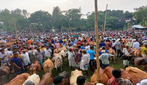 প্রস্তুত কোরবানির পশু, ভালো দাম পেতে আশাবাদী নীলফামারীর খামারিরা