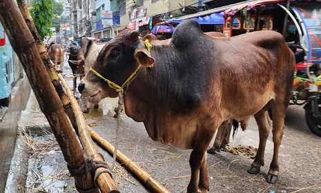 বৃষ্টিতে ভোগান্তিতে গরু ব্যবসায়ীরা, কমছে ক্রেতা
