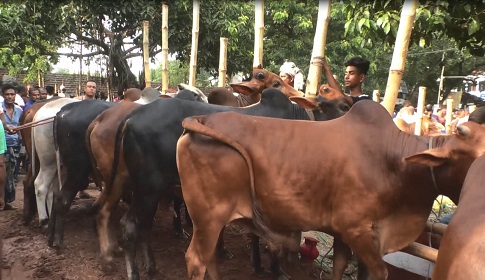 শেষ সময়েও জমছে না সাতক্ষীরার পশুর হাট