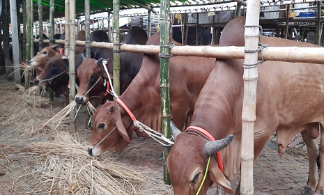 রাজধানীতে জমে উঠছে পশু বেচাকেনা, ছোট ও মাঝারি গরুর চাহিদা বেশি