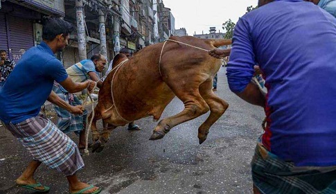 পাড়া-মহল্লায় চলছে পশু কোরবানি