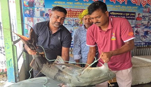 পদ্মার ২২ কেজির বাগাইড় ৩৫ হাজারে বিক্রি