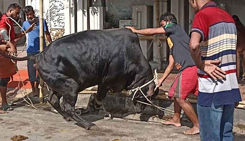 এবার ৯১ লাখ পশু কোরবানি