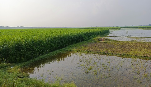 বৃষ্টির পানিতে পচন ধরেছে পাটের গোড়া, ক্ষতির মুখে পাট চাষিরা