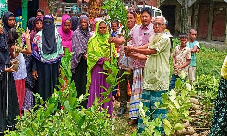 জামালপুরে উন্নয়ন সংঘের ফলজ গাছের চারা বিতরণ