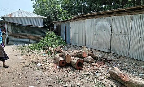 ছাত্রদল নেতার বিরুদ্ধে সরকারি জায়গার গাছ কাটার অভিযোগ