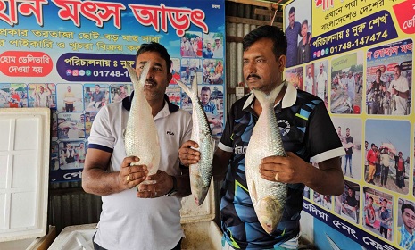 পদ্মার তিন ইলিশ ২৩ হাজারে বিক্রি