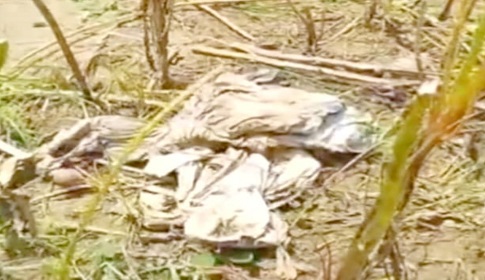 নড়াইলে তিলক্ষেত থেকে নারীর পচা-গলা লাশ উদ্ধার, এলাকায় চাঞ্চল্য