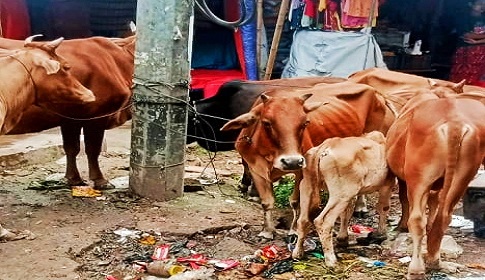 কাপ্তাইয়ে বাজারের পরিবেশ নষ্ট করায় ১৪টি গরু খোয়াড়ে