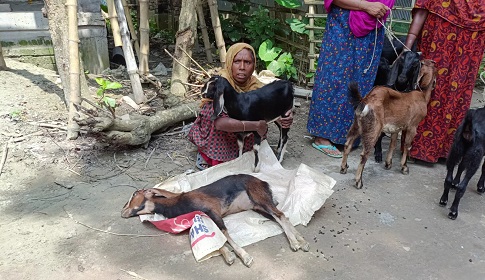 পিপিআর টিকা দেওয়ার পর ছাগল মৃত্যুর অভিযোগ, আতঙ্কে খামারিরা