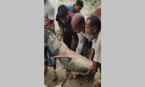 পদ্মা নদীতে এবার ধরা পরলো ৫০ কেজির বাগাইড়, সাড়ে ৭৭ হাজারে বিক্রি
