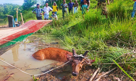 কর্ণফুলী নদী থেকে উদ্ধার সাম্বার হরিণটি মারা গেছে