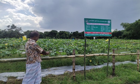 দিনাজপুরে মালচিং পদ্ধতিতে নিরাপদ সবজি চাষে ব্যাপক সাফল্য