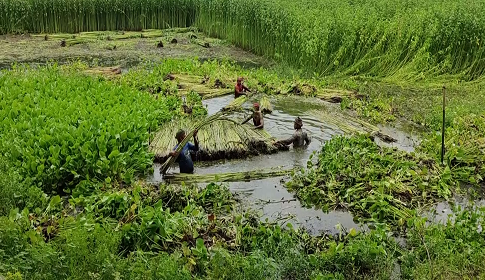 রাজবাড়ীতে পাটের ভালো ফলন, দাম নিয়ে দুশ্চিন্তায় কৃষক