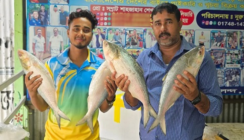 পদ্মার চার ইলিশ ৪১ হাজার টাকায় বিক্রি