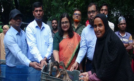 ফরিদপুরে চরাঞ্চলের ১৩০ খামারি পরিবারের মাঝে হাঁস বিতরণ