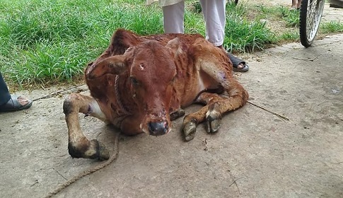 ল্যাম্পি স্কিনে বিপর্যস্ত রাজবাড়ীর খামারিরা