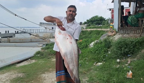 ১৪ হাজারে বিক্রি পদ্মার ১০ কেজির চিতল