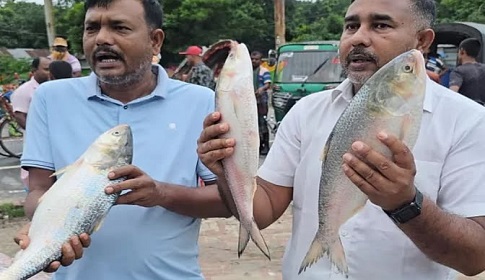 পদ্মার এক ইলিশের দাম ৮ হাজার, পাঙাশ ১৮ হাজার