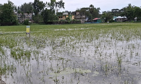 নোয়াখালীতে জলাবদ্ধতায় আউশের খেত-আমনের বীজতলায় ব্যাপক ক্ষতি