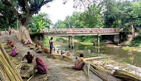 সালথায় পাট কাটা ও আঁশ ছাড়ানো কাজে ব্যস্ত চাষিরা