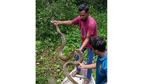 খোপের মুরগী খেয়ে লুকিয়ে ছিল সুন্দরবন থেকে আসা অজগরটি