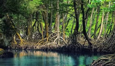 ম্যানগ্রোভ রক্ষা মানে উপকূল বাঁচানো, প্রাণবৈচিত্র্য সুরক্ষা নিশ্চিত করা