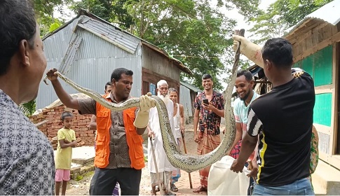 সুন্দরবন থেকে লোকালয়ে এলো আরো এক অজগর, মেরে ফেলেছে ১১টি হাঁস 
